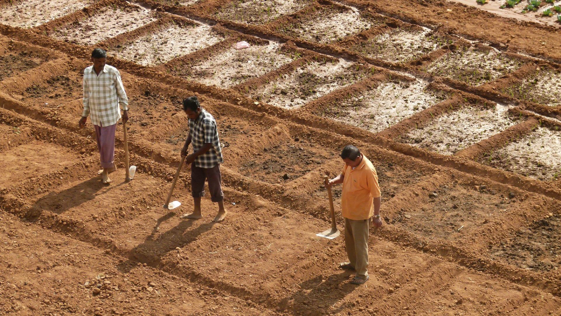gardening